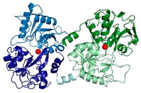 structure moléculaire de la lactoferrine
