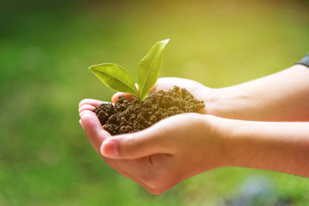 Child holding a clod of ground in his hands with a small seedling in the middle